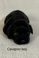 Angus, a male Cavapoo for sale in Liberty, MS – 1 of 3