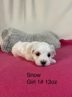 Snow, a female Maltese for sale in Liberty, MS – 2 of 3