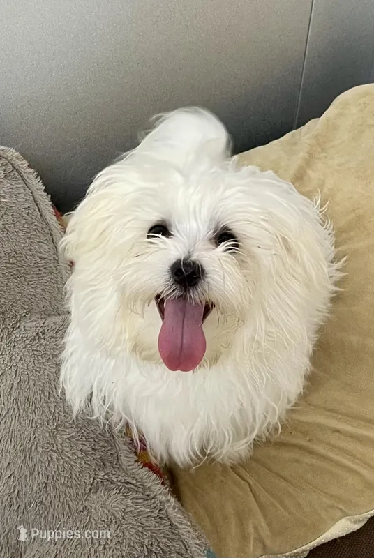 Kennedy (AKC), a male Maltese for sale in Liberty, MS – Photo 1 of 9