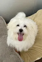 Kennedy (AKC), a male Maltese for sale in Liberty, MS – Photo 1 of 9