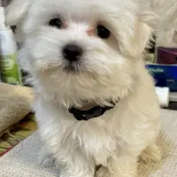 Kennedy (AKC), a male Maltese for sale in Liberty, MS – Photo 9 of 9
