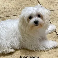 Kennedy (AKC), a male Maltese for sale in Liberty, MS – Photo 2 of 9