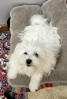 Kennedy (AKC), a male Maltese for sale in Liberty, MS – Photo 4 of 9