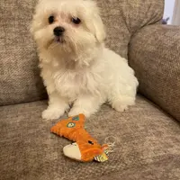 Kennedy (AKC), a male Maltese for sale in Liberty, MS – Photo 7 of 9