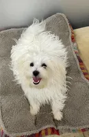 Kennedy (AKC), a male Maltese for sale in Liberty, MS – Photo 5 of 9