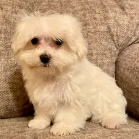 Kennedy (AKC), a male Maltese for sale in Liberty, MS – Photo 8 of 9