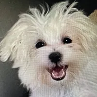 Kennedy (AKC), a male Maltese for sale in Liberty, MS – Photo 6 of 9