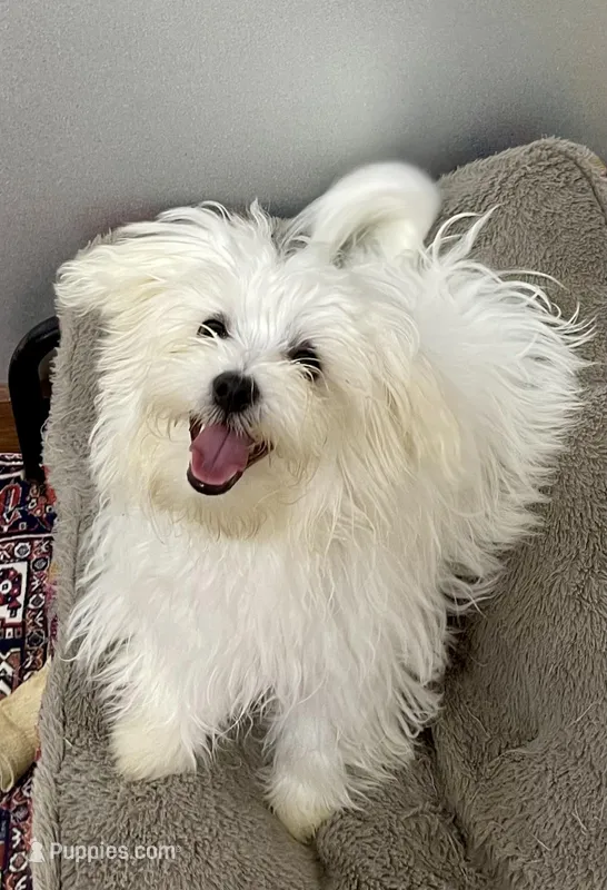 Kennedy (AKC) – Maltese puppy for sale in Liberty, MS