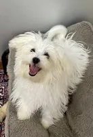 Kennedy (AKC), a male Maltese for sale in Liberty, MS – Photo 3 of 9