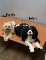 Helen, a female Cavalier King Charles Spaniel for sale in Liberty, MS – 2 of 2