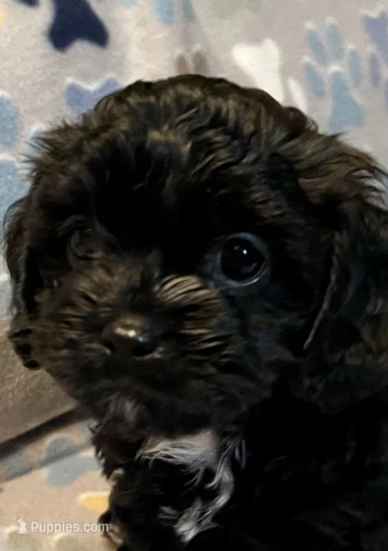Angus – Cavapoo puppy for sale in Liberty, MS