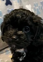 Angus, a male Cavapoo for sale in Liberty, MS – 1 of 10