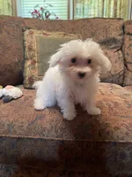 Leonard, a male Maltipoo for sale in Liberty, MS – 3 of 9
