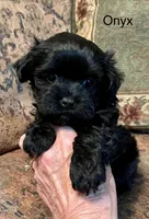Onyx, a female Maltipoo for sale in Liberty, MS – 3 of 3