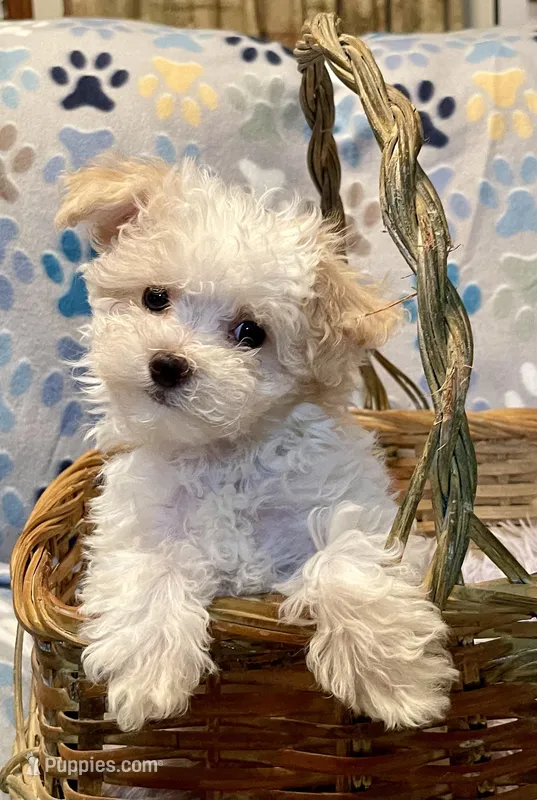 Summer’s Dawn – Maltipoo puppy for sale in Liberty, MS