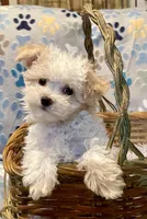 Summer’s Dawn, a female Maltipoo for sale in Liberty, MS – Photo 1 of 10