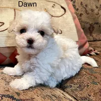 Summer’s Dawn, a female Maltipoo for sale in Liberty, MS – Photo 2 of 10