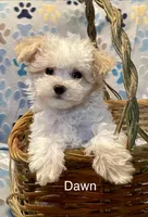 Summer’s Dawn, a female Maltipoo for sale in Liberty, MS – Photo 2 of 10
