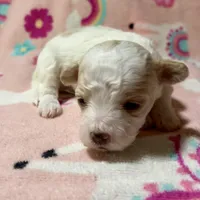 Summer’s Dawn, a female Maltipoo for sale in Liberty, MS – Photo 9 of 10