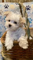 Summer’s Dawn, a female Maltipoo for sale in Liberty, MS – Photo 3 of 10