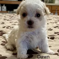 Summer’s Dawn, a female Maltipoo for sale in Liberty, MS – Photo 5 of 10