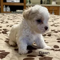 Summer’s Dawn, a female Maltipoo for sale in Liberty, MS – Photo 7 of 10