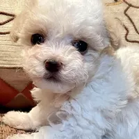 Summer’s Dawn, a female Maltipoo for sale in Liberty, MS – Photo 1 of 10