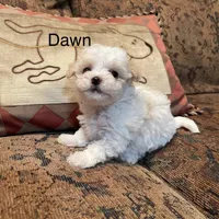 Summer’s Dawn, a female Maltipoo for sale in Liberty, MS – Photo 4 of 10