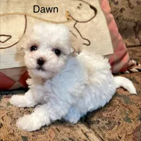 Summer’s Dawn, a female Maltipoo for sale in Liberty, MS – Photo 3 of 10