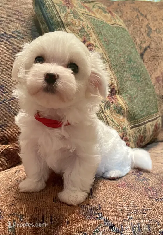 Meg – Maltese puppy on hold in Liberty, MS