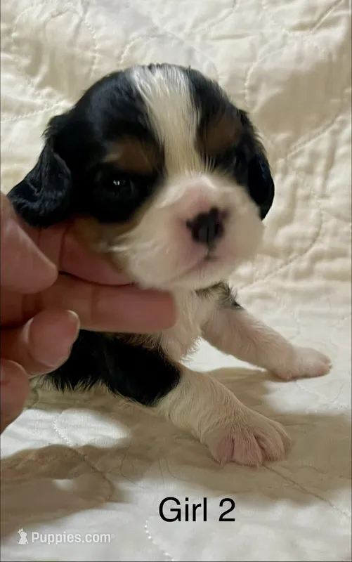 Alabama (Ali) – Cavalier King Charles Spaniel puppy for sale in Liberty, MS