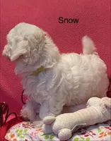 Snow, a female Maltese for sale in Liberty, MS – 5 of 10