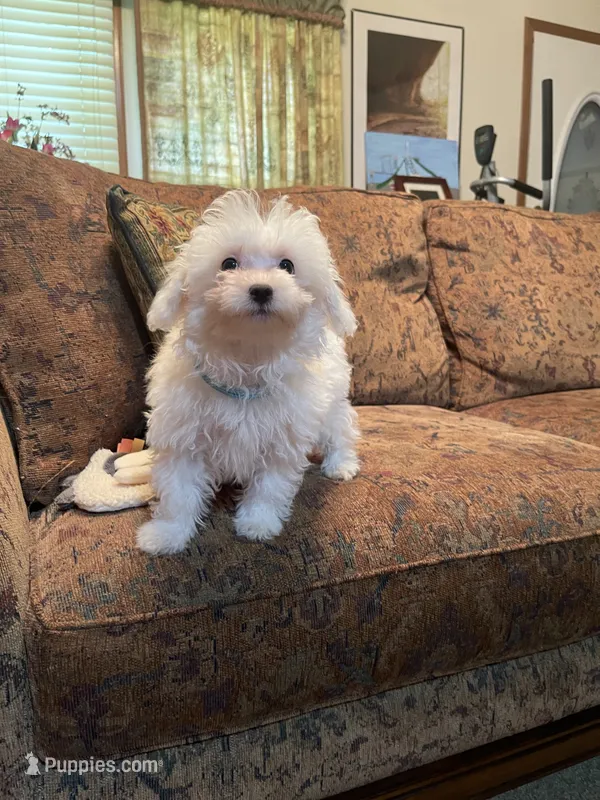 Leonard – Maltipoo puppy for sale in Liberty, MS