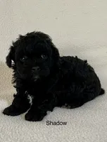 Shadow, a male Poodle - Toy  for sale in Liberty, MS – 3 of 3