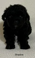 Shadow, a male Poodle - Toy  for sale in Liberty, MS – 2 of 3