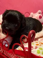 Dolly, a female Maltipoo for sale in Liberty, MS – 7 of 7