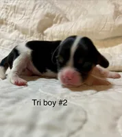 California (Cal), a male Cavalier King Charles Spaniel for sale in Liberty, MS – 1 of 3