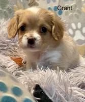 Grant, a male Cavalier King Charles Spaniel and Maltese for sale in Liberty, MS – Photo 3 of 3