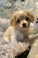 Grant, a male Cavalier King Charles Spaniel and Maltese for sale in Liberty, MS – Photo 2 of 3