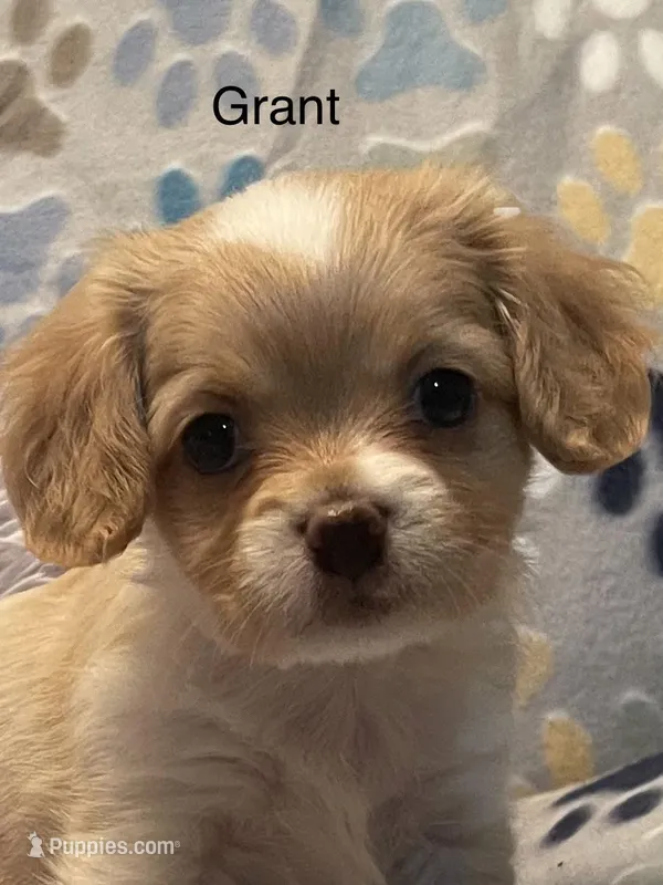 Grant – Cavalier King Charles Spaniel, Maltese puppy for sale in Liberty, MS