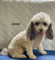 Jewel, a female Poodle - Toy  for sale in Liberty, MS – 2 of 2