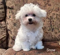 Snow (AKC), a female Maltese for sale in Liberty, MS – 2 of 9