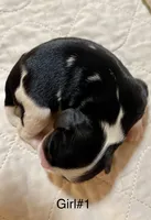 Mississippi (Missy), a female Cavalier King Charles Spaniel for sale in Liberty, MS – 2 of 4