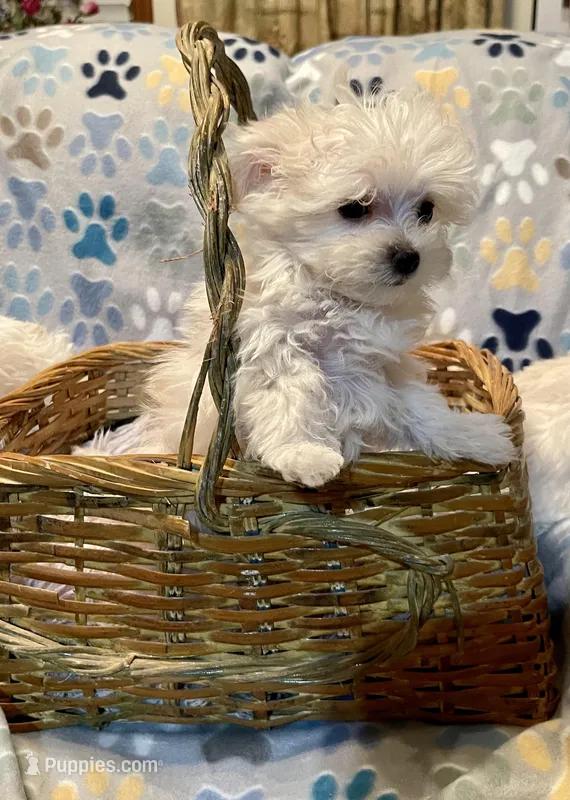 Summer’s Laken – Maltipoo puppy for sale in Liberty, MS