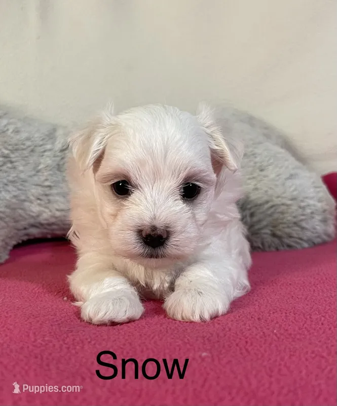 Snow – Maltese puppy for sale in Liberty, MS