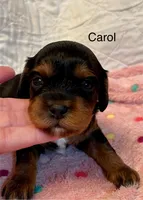 Carol, a female Cavapoo for sale in Liberty, MS – Photo 8 of 8
