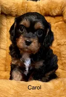 Carol, a female Cavapoo for sale in Liberty, MS – Photo 1 of 8