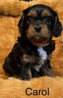 Carol, a female Cavapoo for sale in Liberty, MS – Photo 4 of 8