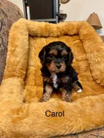 Carol, a female Cavapoo for sale in Liberty, MS – Photo 2 of 8