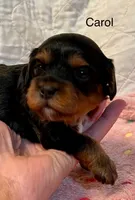 Carol, a female Cavapoo for sale in Liberty, MS – Photo 5 of 8